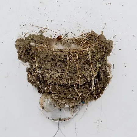 Nest Apartment *